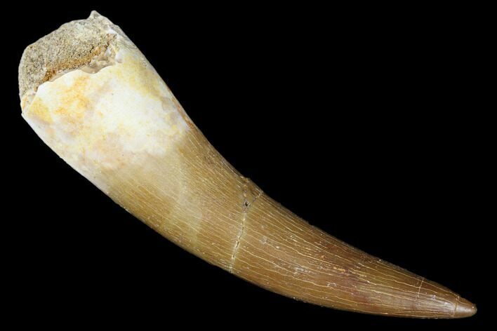 Large, Fossil Plesiosaur (Zarafasaura) Tooth - Morocco #176930